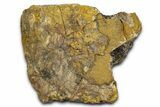 Dinosaur (Triceratops) Frill Shield Section - Wyoming #370978-1